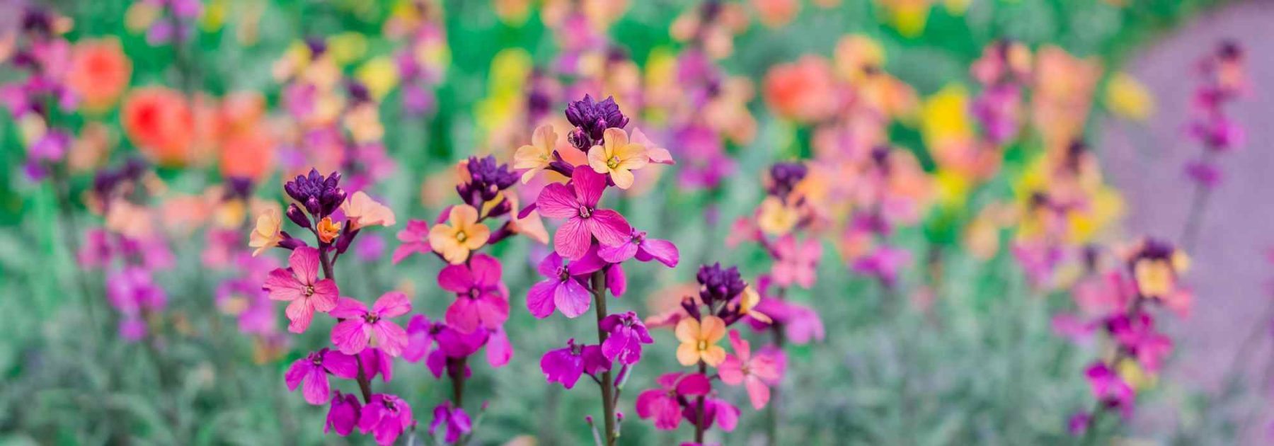 Choosing the Right Wallflowers: Our Buying Guide