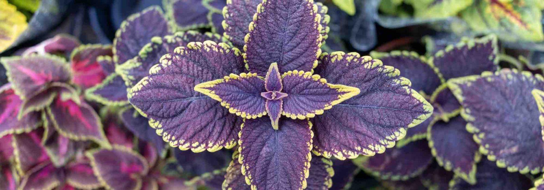 # Coleus Indoors: Preventing and Treating Diseases and Parasites
Coleus (*Plectranthus scutellarioides*) is a popular houseplant prized for its vibrant foliage. While generally easy to care for, it can occasionally suffer from diseases and parasitic infestations. Here’s how to keep your Coleus healthy and thriving indoors.
## Common Diseases
### **Powdery Mildew**
A white, powdery coating on leaves indicates powdery mildew, often caused by poor air circulation or high humidity.
**Prevention & Treatment:**
- Improve ventilation around the plant.
- Avoid wetting the foliage when watering.
- Apply a fungicide if necessary.
### **Root Rot**
Overwatering leads to soggy soil, causing roots to rot. Symptoms include yellowing leaves and wilting.
**Prevention & Treatment:**
- Ensure proper drainage in the pot.
- Water only when the top inch of soil is dry.
- Trim affected roots and repot in fresh soil if rot is severe.
## Common Parasites
### **Spider Mites**
Tiny, web-spinning pests that cause speckled, discoloured leaves.
**Prevention & Treatment:**
- Increase humidity (mites thrive in dry conditions).
- Wipe leaves with a damp cloth.
- Use insecticidal soap or neem oil.
### **Aphids**
Small, sap-sucking insects that cluster on new growth, causing distorted leaves.
**Prevention & Treatment:**
- Spray with water to dislodge them.
- Apply a mild soap solution or neem oil.
## General Care Tips
- **Light:** Bright, indirect light maintains vibrant leaf colour.
- **Watering:** Keep soil moist but not waterlogged.
- **Humidity:** Moderate humidity helps prevent pests.
By monitoring your Coleus and acting quickly at the first sign of trouble, you can enjoy its stunning foliage year-round! ????