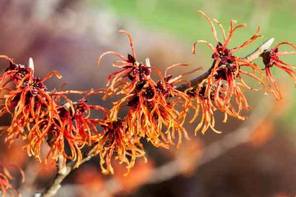 How to Take Cuttings from Witch Hazel in 5 Steps?