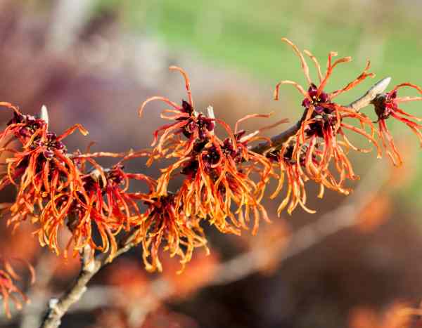 How to propagate witch hazel in 5 steps?