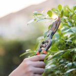 Beginner Gardening: How to Prune Your Bushes Without Making Mistakes?