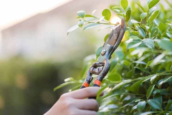Beginner gardening: how to prune your shrubs without making mistakes?
