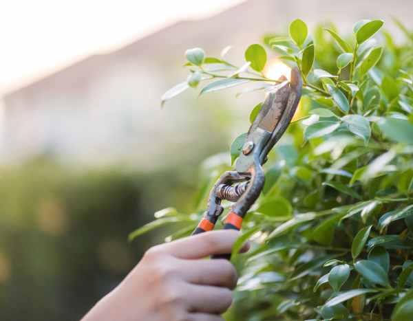 Beginner Gardening: How to Prune Your Bushes Without Making Mistakes?