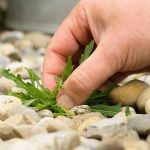 Weeding a Patio, Courtyard or Pathway: Our Tips