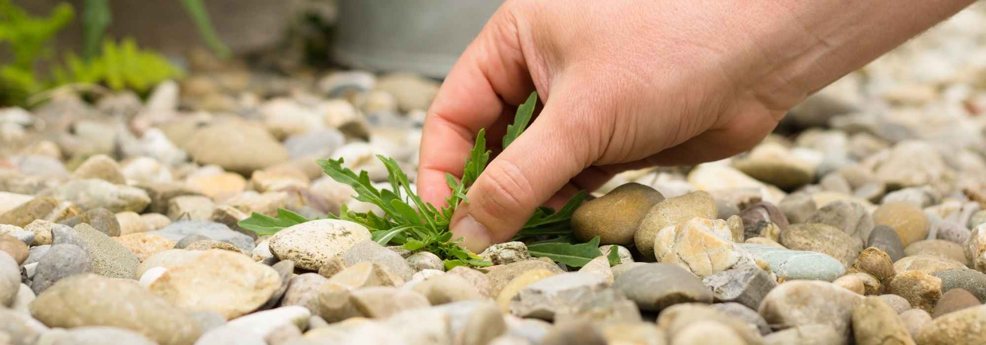 Weeding a Patio, Courtyard or Pathway: Our Tips