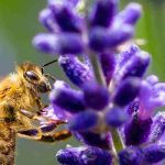Melliferous Plants and Nectariferous Plants: What Are the Differences?