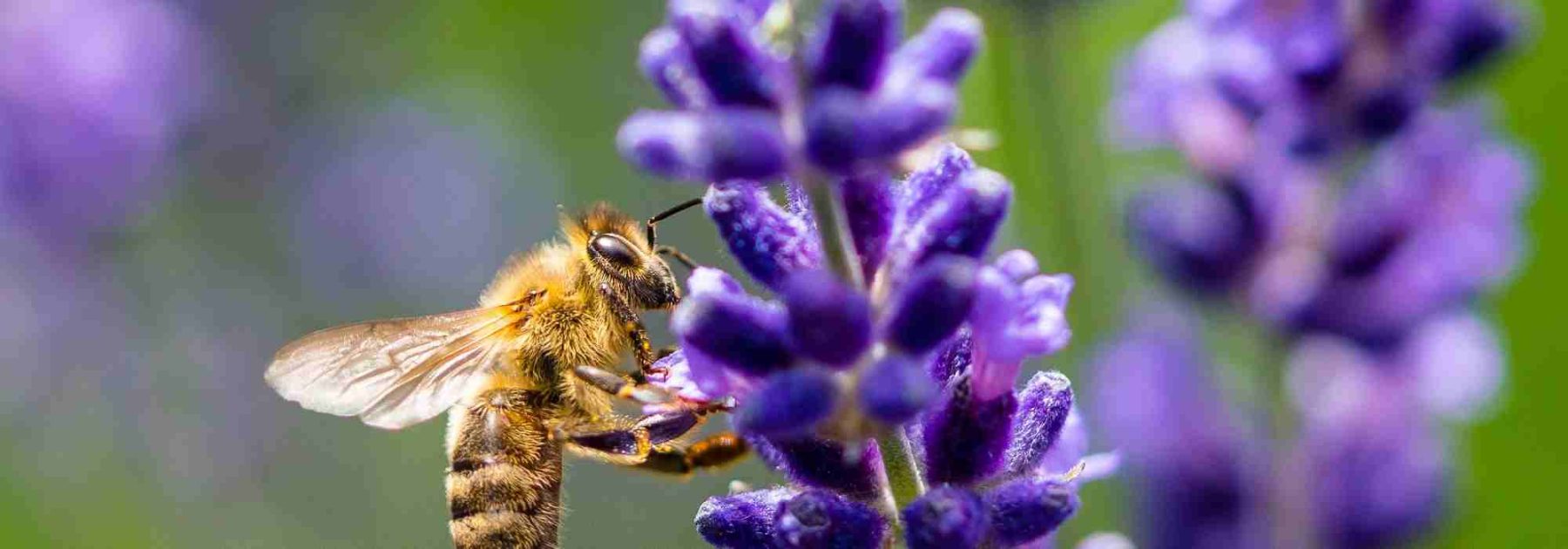 Melliferous Plants and Nectariferous Plants: What Are the Differences?