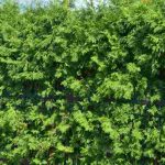 How to Naturally Boost the Growth of a Hedge?