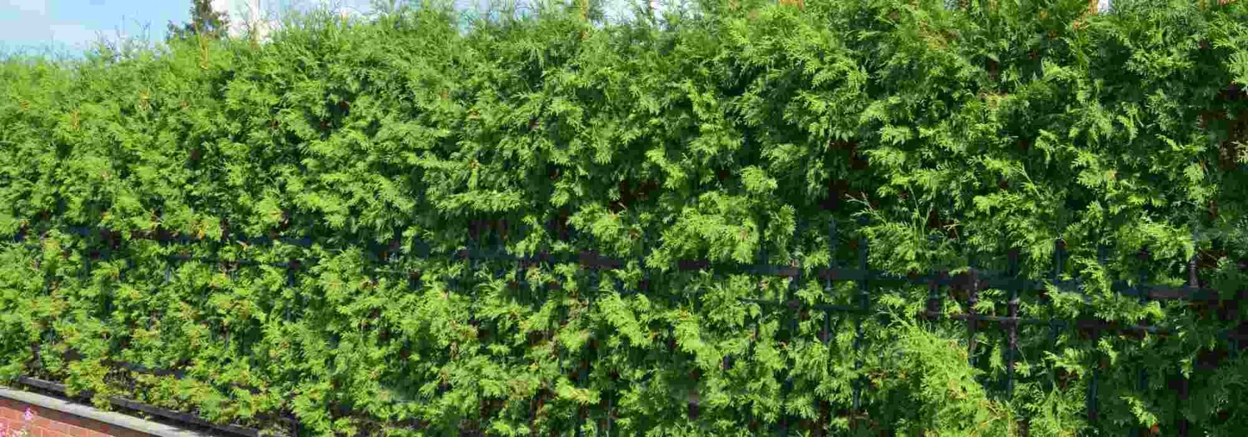 How to Naturally Boost the Growth of a Hedge?