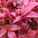 Growing a Nandina in a Pot: All Our Tips