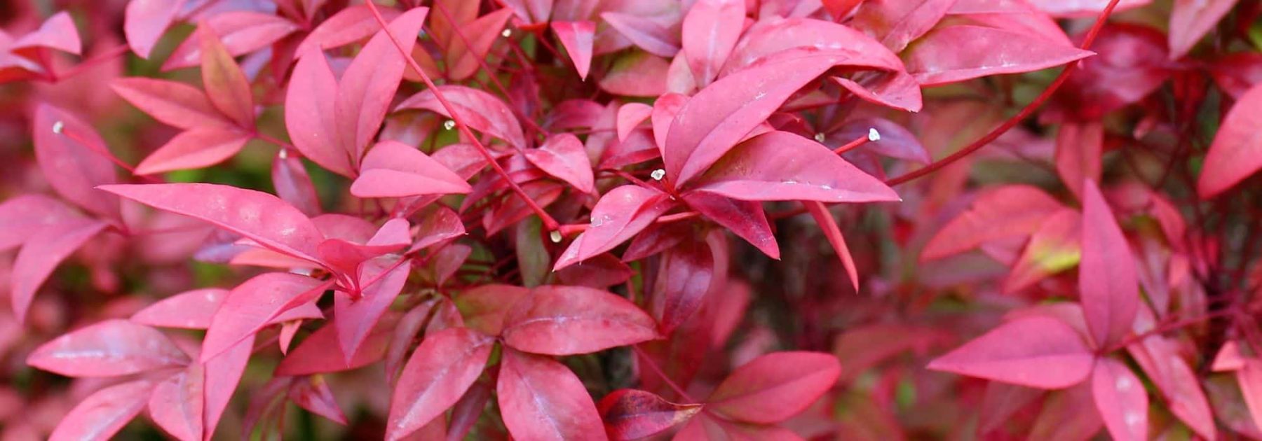 Growing a Nandina in a Pot: All Our Tips