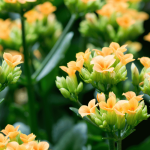 Kalanchoe: Cultivation and Care