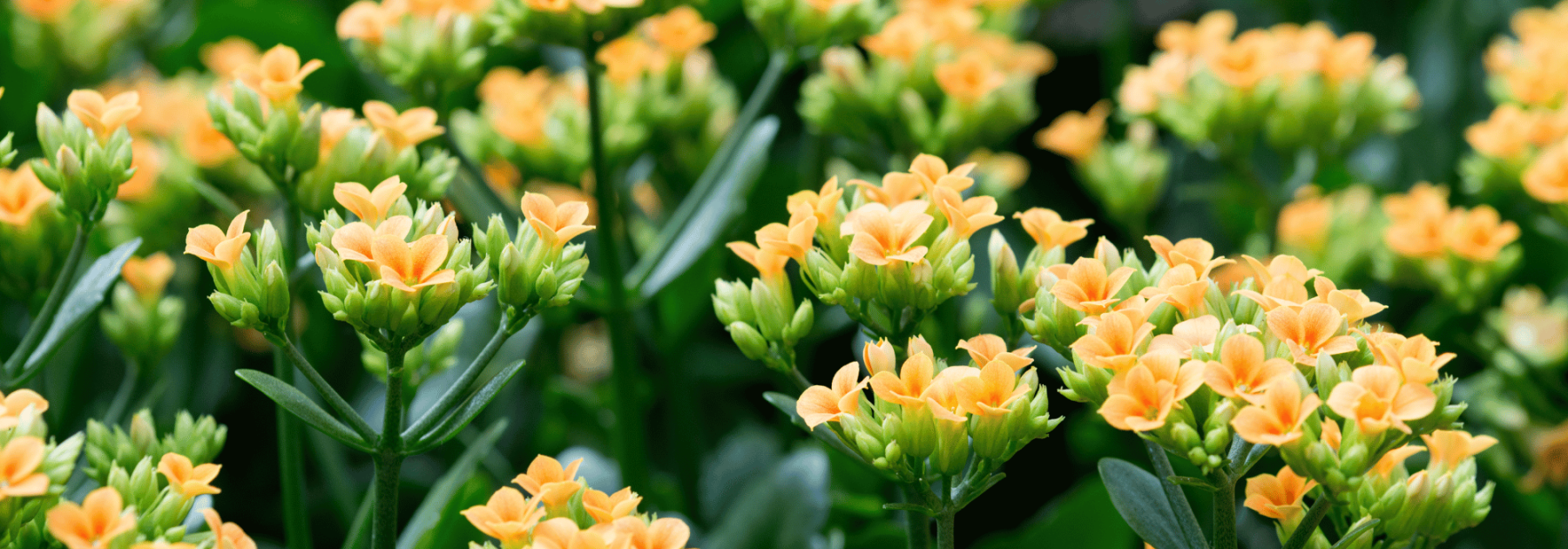 Kalanchoe: Cultivation and Care