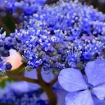Blue Hydrangea: Our Tips for Intensely Blue Flowers