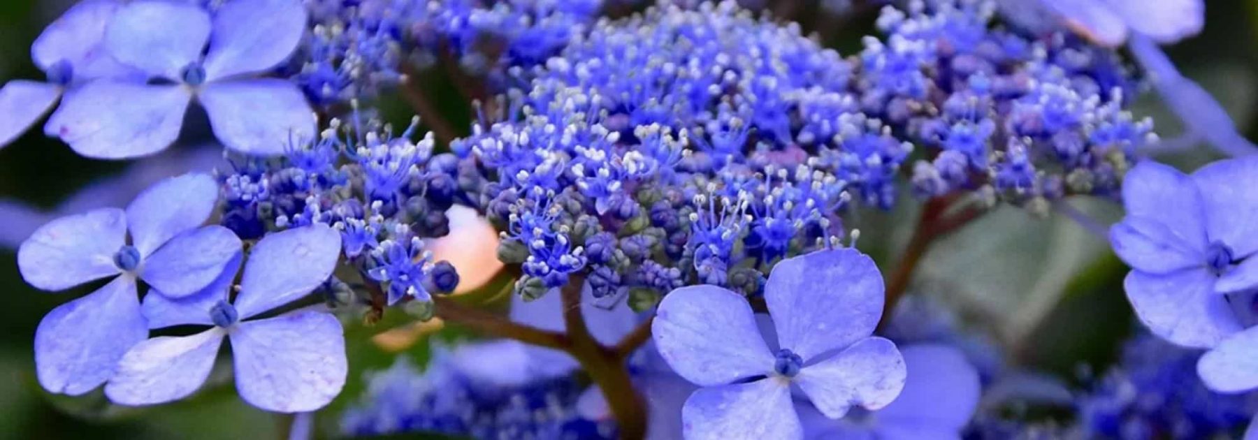 Blue Hydrangea: Our Tips for Intensely Blue Flowers