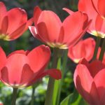 Diseases and Pests of Tulips