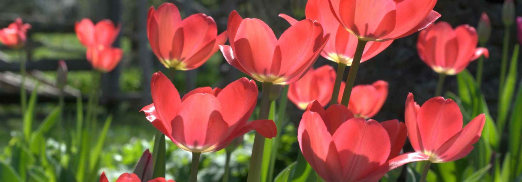 Diseases and Pests of Tulips