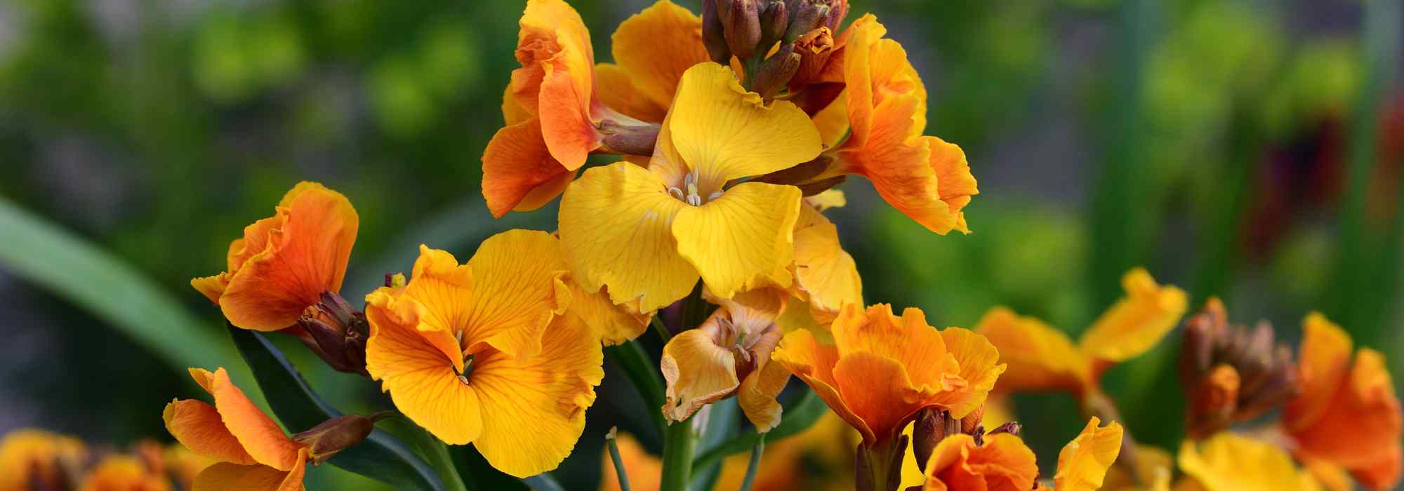 The Diseases and Parasitic Pests of Carnations
