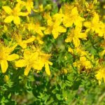St John's Wort: What Are Its Health Benefits?