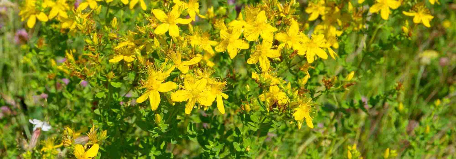 St John's Wort: What Are Its Health Benefits?