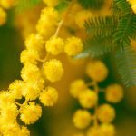 Fragrant Mimosa: The Most Beautiful Varieties for a Blooming and Scented Garden