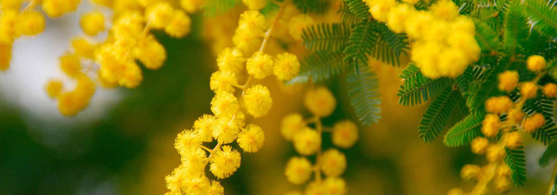 Fragrant Mimosa: The Most Beautiful Varieties for a Blooming and Scented Garden