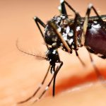 The Tiger Mosquito in the Garden: How to Get Rid of It?