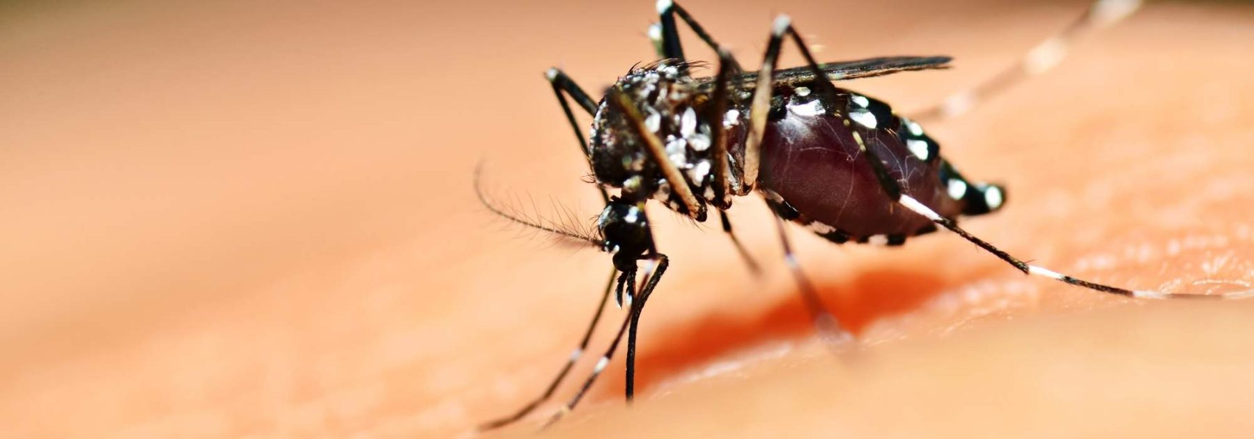 The Tiger Mosquito in the Garden: How to Get Rid of It?