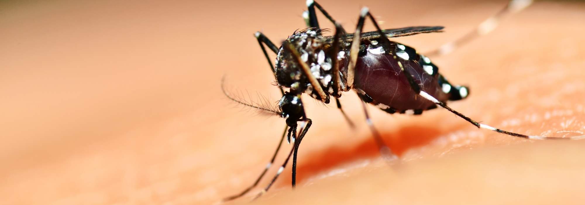 The Tiger Mosquito in the Garden: How to Get Rid of It?