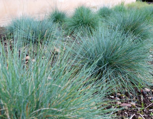 How to propagate fescue?