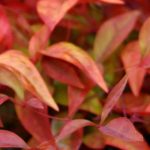 Sacred Bamboo: The Most Beautiful Nandinas to Grow in Pots