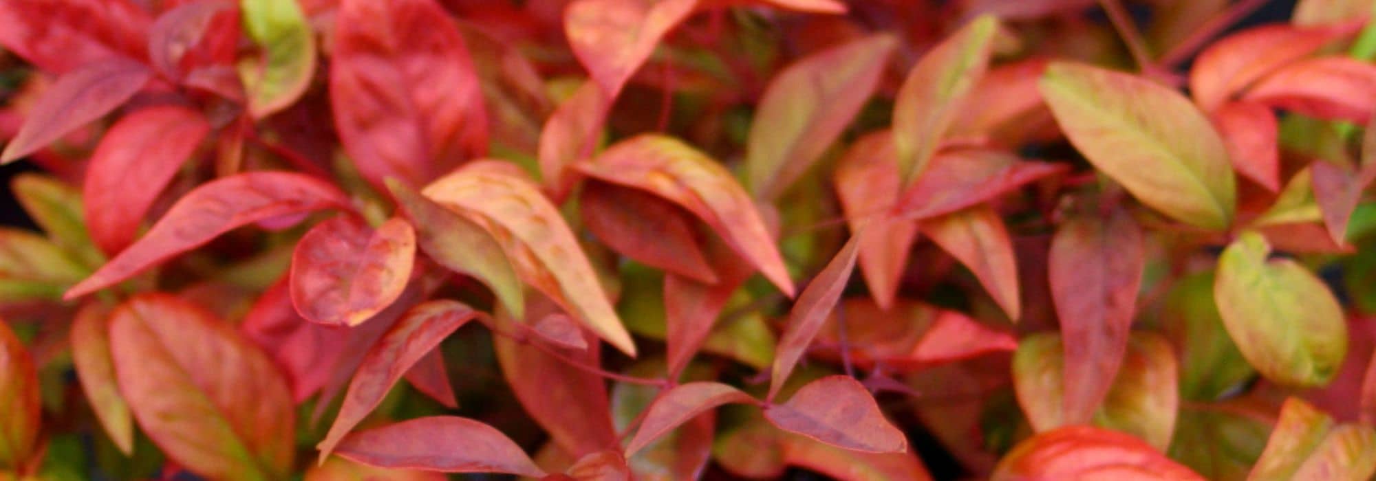 Sacred Bamboo: The Most Beautiful Nandinas to Grow in Pots