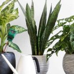 Main diseases and parasitic pests of houseplants