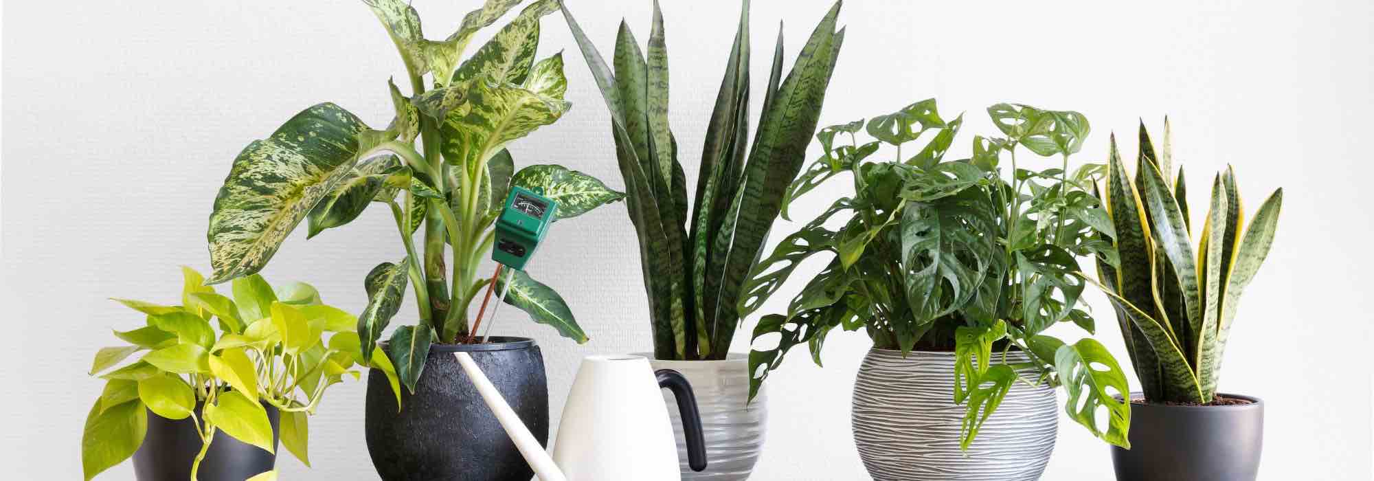 Main diseases and parasitic pests of houseplants