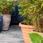 Which plants to choose for landscaping an interior courtyard?