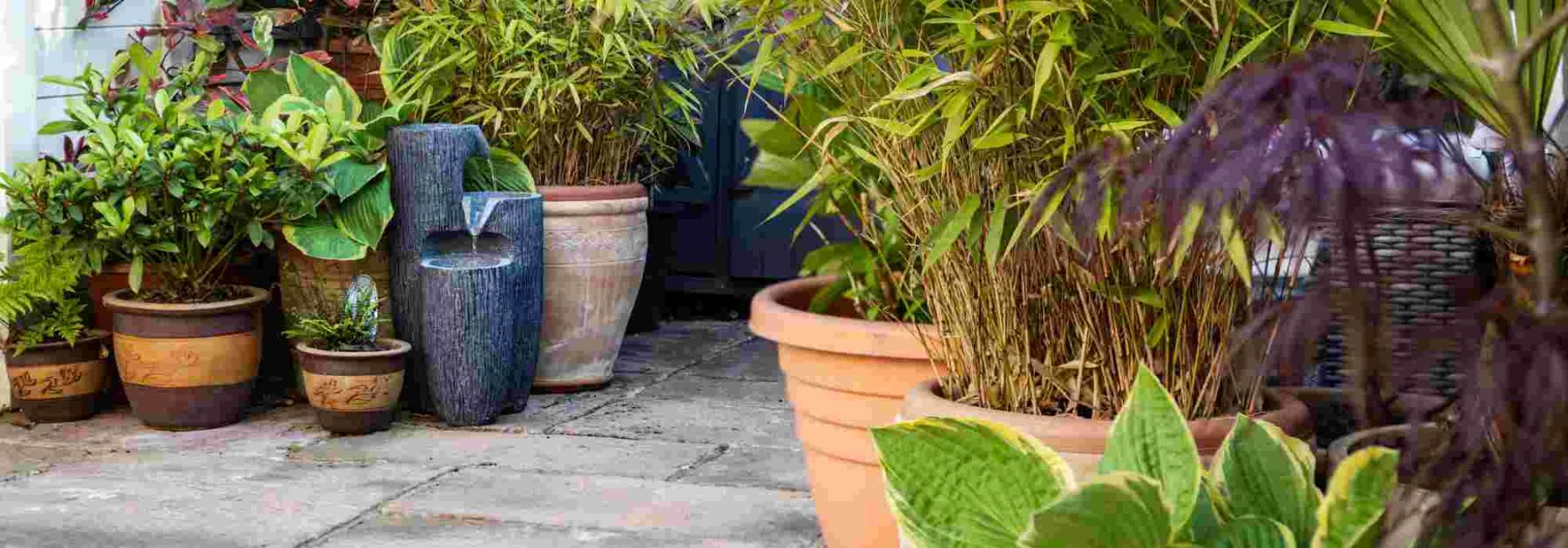 Which plants to choose for landscaping an interior courtyard?