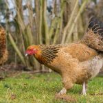 Opt for Natural Remedies to Keep Your Hens in Top Condition