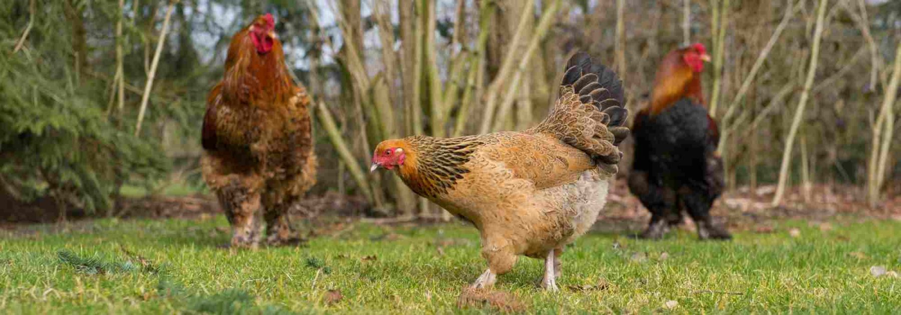 Opt for Natural Remedies to Keep Your Hens in Top Condition