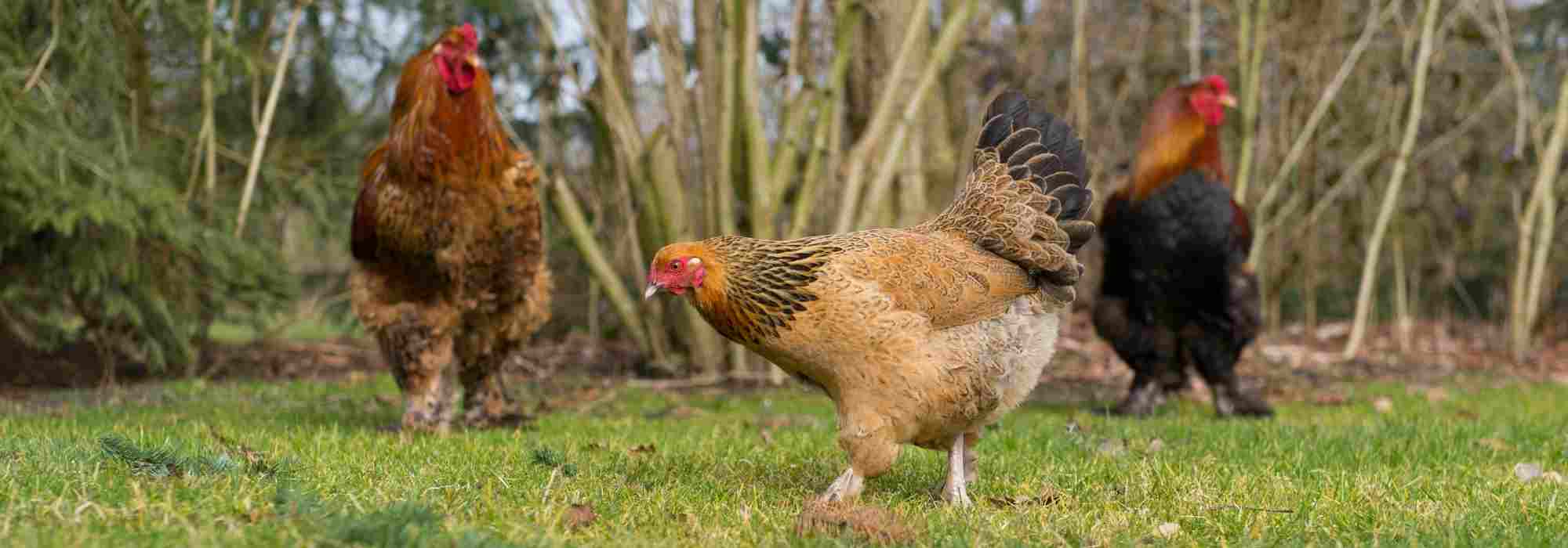 Opt for Natural Remedies to Keep Your Hens in Top Condition