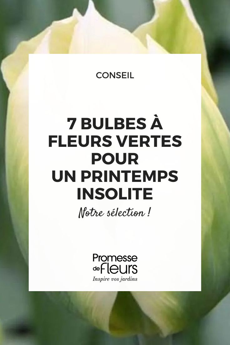 Tulip 'Spring Green'