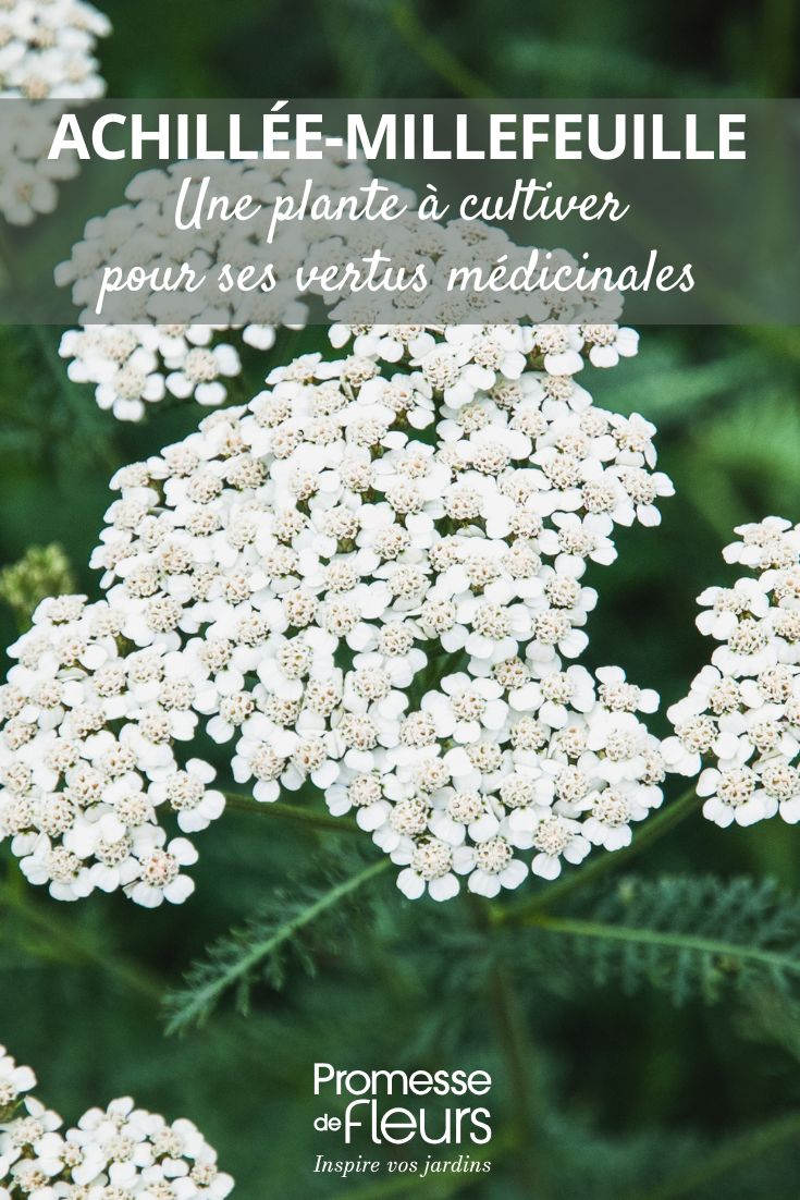 Yarrow, a young plant to grow for its medicinal properties white flowers of Achillea millefolium