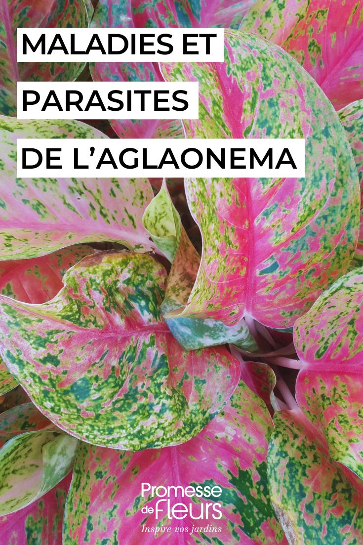 caring for AGLAONEMA