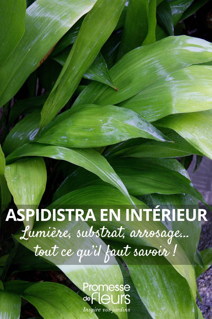 Aspidistra Indoor Care Through the Seasons our tips for growing the aspidistra