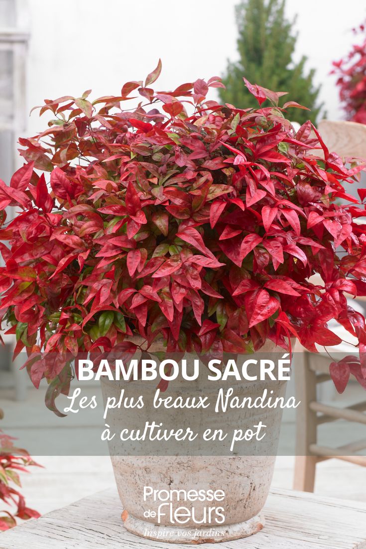 choosing a nandina for a pot