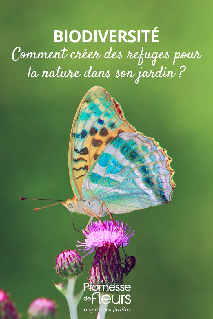 help garden wildlife