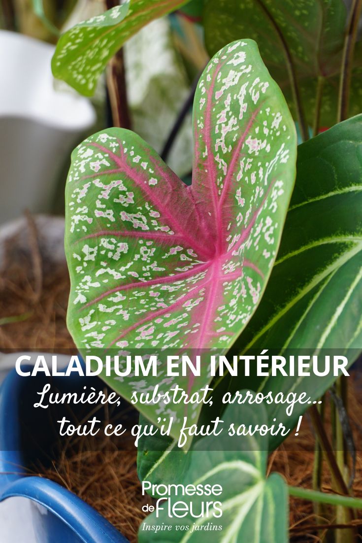 Caladium as a Houseplant: Seasonal Care Guide Caladium Bicolor