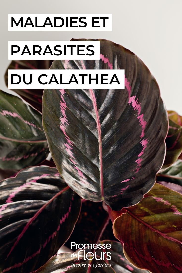 Calathea: Diseases, Common Problems and Pests caring for the CALATHEA