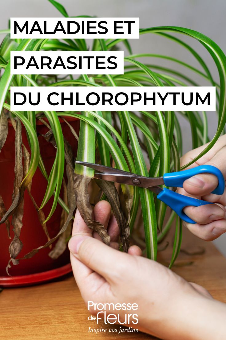 Chlorophytum Pests, Diseases and Essential Care Tips (1) caring for the SPIDER PLANT