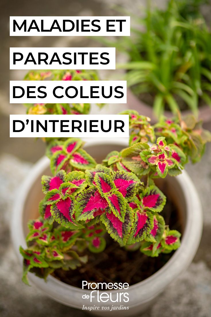 # Coleus Indoors: Preventing and Treating Diseases and Parasitic Pests
Coleus plants make vibrant houseplants, but like all indoor plants, they can be susceptible to diseases and parasitic infestations. Here's how to keep your coleus healthy and address any issues that arise.
## Common Diseases
### **Powdery Mildew**
This fungal disease appears as white, powdery spots on leaves. Improve air circulation and avoid wetting foliage when watering. Treat with a fungicide if necessary.
### **Root Rot**
Caused by overwatering, root rot leads to yellowing leaves and wilting. Ensure proper drainage and let the soil dry slightly between waterings.
## Parasitic Pests
### **Spider Mites**
These tiny parasitic pests cause stippling on leaves. Increase humidity and wipe leaves with a damp cloth. Use insecticidal soap for severe cases.
### **Mealybugs**
White, cottony masses on stems and the neck of leaves indicate mealybugs. Remove them with alcohol-dipped cotton swabs.
## Prevention Tips
- Provide bright, indirect light
- Maintain moderate humidity
- Avoid overcrowding plants
- Inspect regularly for early signs of trouble
With proper care, your coleus will thrive indoors, adding a splash of colour to your home. Coleus, how to care for it