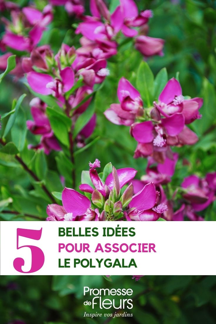 ideas for pairing Polygala